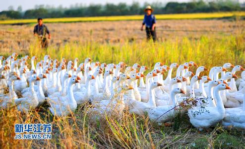 禽流感传播途径 禽流感传播与养鸭和水稻种植有关