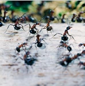 入境动植物检疫许可证 活体蚂蚁等入境动植物严重危害中国的生态