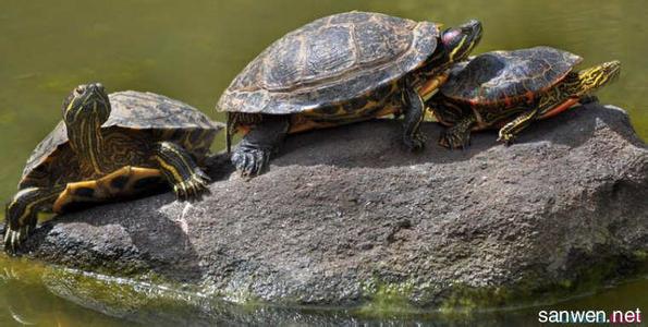 巴西龟怎么养 巴西龟的生活习性