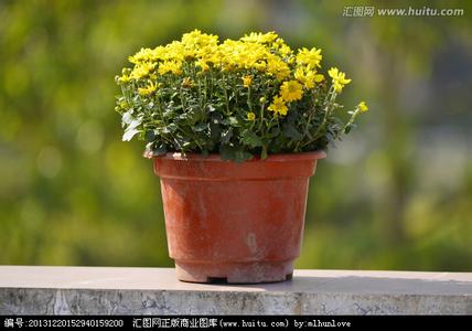 盆栽菊花的养殖方法 盆栽菊花怎么养 菊花的主要价值