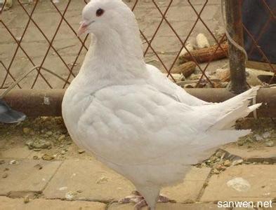 鸽子肉鸽养殖用具 怎样养殖肉鸽子_肉鸽的养殖方法