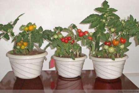 盆栽小番茄种植方法 怎么种植盆栽小番茄呢
