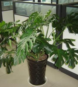 室内植物图片及名称 适合室内养的植物图片及名称_适合室内养的植物有哪些