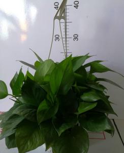 净化空气的室内植物 净化空气的室内植物有哪些_净化空气的室内植物图片