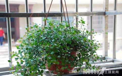 吸收甲醛的室内植物 吸收甲醛的室内植物排名_室内吸甲醛最好的植物
