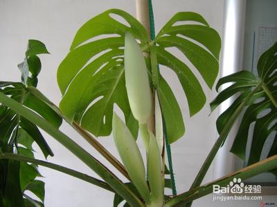 室内净化空气植物排名 净化空气的室内植物排名 净化空气的室内植物有哪些图片