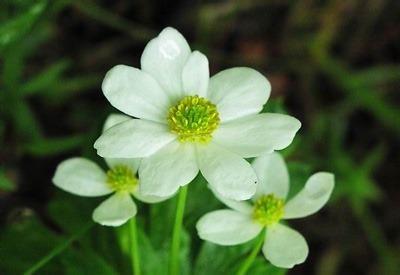 营养繁殖方式 银莲花怎么养 银莲花的繁殖方式