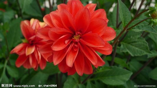 红花的功效与作用禁忌 红花的功效与禁忌 红花如何使用