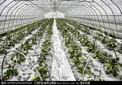 大棚蔬菜种植技术大全 适合大棚种植的蔬菜_大棚里哪种农作物不能一起种