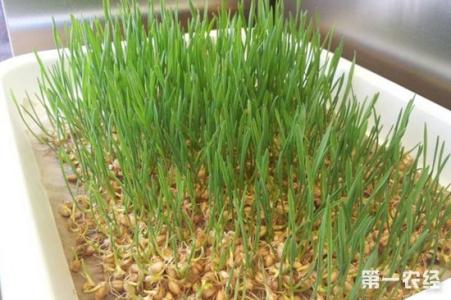 小麦草种植方法 小麦草怎么养 小麦草的种植方法