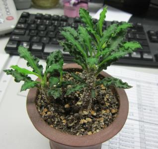 适合办公室养的植物 办公室适合养什么植物_适合办公室养的植物有哪些