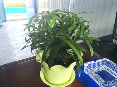 办公室盆栽植物 办公室适合放什么盆栽_办公室适合种什么植物