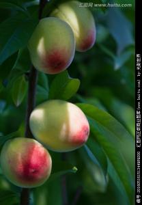 桃子的种植方法 桃子树怎么种_桃子树的种植方法