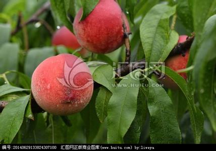 桃子的种植方法 怎么种桃子_桃子的种植方法