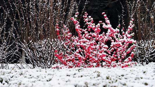 瑞雪兆丰年：降雪的益处