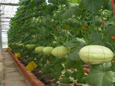 香瓜种植技术 香瓜怎么种_香瓜的种植技术