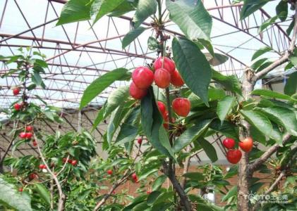盆栽樱桃树种植方法 樱桃树怎么种植_樱桃树的种植方法