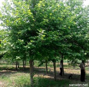 国槐种植技术 国槐怎么种植_国槐的种植技术