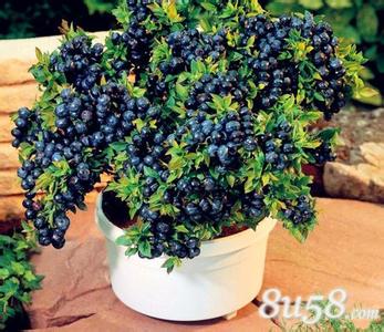 盆栽蓝莓的种植方法 盆栽蓝莓怎么种_盆栽蓝莓的方法