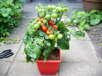 盆栽番茄的种植方法 盆栽番茄怎么种_番茄盆栽的种植