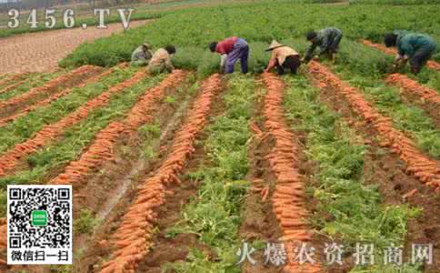 黄瓜怎么种植产量高 胡萝卜怎么种植产量高