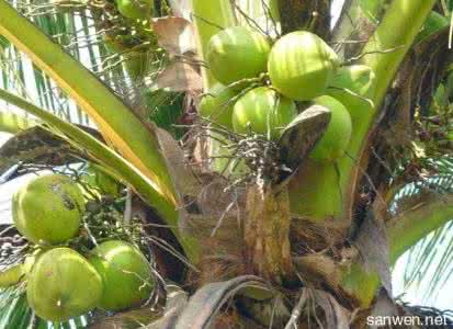 椰子种植技术 椰子怎么种_椰子的种植技术