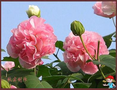 介绍一种中国的花 我国的市花是什么_市花的介绍