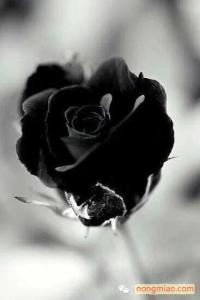黑玫瑰花语和传说 黑玫瑰花语是什么 黑玫瑰花语和传说 黑玫瑰的花语