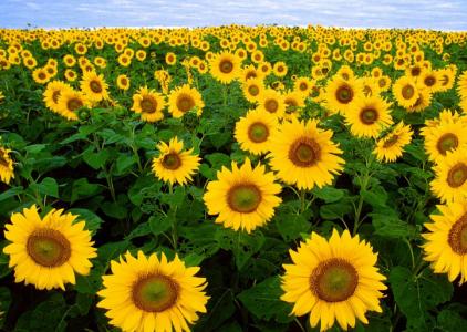 太阳花象征意义是什么 太阳花象征意义是什么_太阳花是向日葵吗