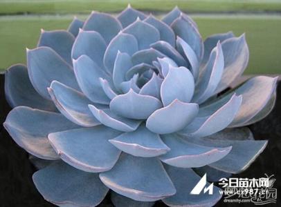多肉植物蓝石莲怎么养 蓝石莲的生态习性