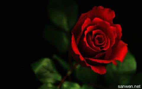 玫瑰花花语和寓意 玫瑰花花语和寓意是什么 玫瑰花语大全