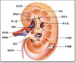 如何预防性病传播 性病有哪些 如何预防性病