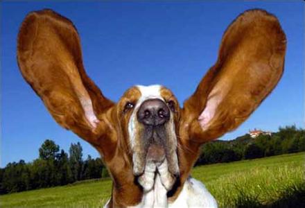 耳朵最长的狗图片 耳朵最长的狗
