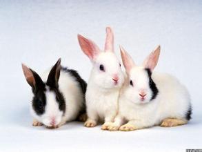 怎样描写兔子耳朵 描写兔子耳朵的句子