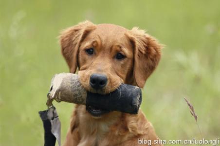 训练狗狗叼东西教程 怎样训练狗狗叼东西