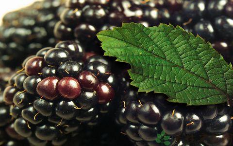 黑莓的营养价值 黑莓的营养价值 吃黑莓的好处
