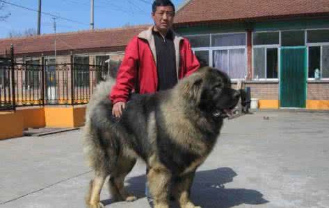 高加索犬多少钱一只 高加索犬多少钱一只 高加索犬的价格