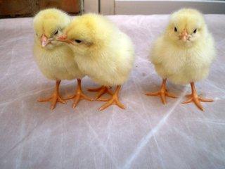 雏鸡怎么养 雏鸡怎么养 健康雏鸡的区别