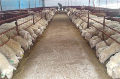 育肥羊养殖技术 育肥羊怎么养_育肥羊的养殖技术