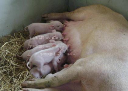 母猪养殖技术大全 怎样养好母猪_母猪的养殖技术