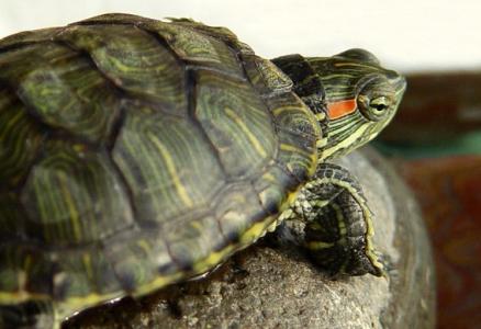巴西红耳龟养殖视频 巴西红耳乌龟怎么养 巴西红耳乌龟的养殖方法