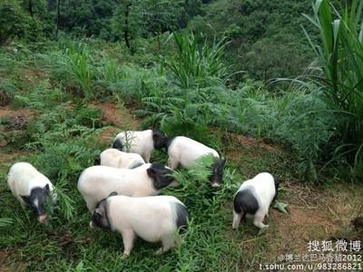 巴马香猪的养殖骗局 怎样养巴马香猪_巴马香猪的饲养