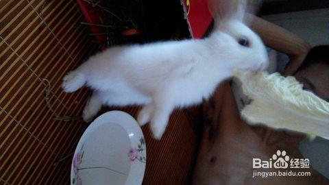 宠物兔饲养 怎样养好宠物兔_宠物兔的饲养方法