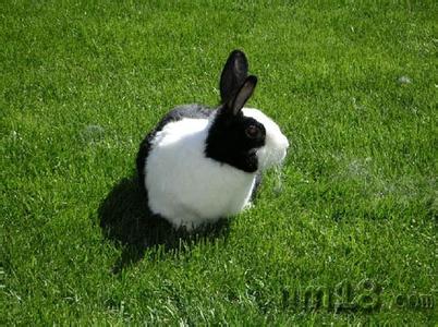 兔子的饲养与管理 宠物兔子怎么养 宠物兔子的饲养技巧
