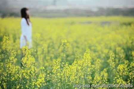 水乡柔情油菜阅读答案 水乡柔情，油菜花开