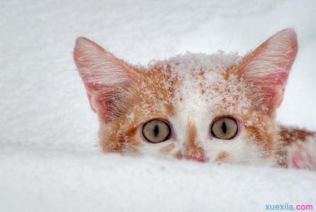 小猫冬天怎么保暖 冬天怎么养小猫 冬天猫咪保暖的方法