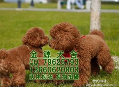 贵宾犬饲养方法 贵宾狗怎么养 贵宾狗的饲养方法