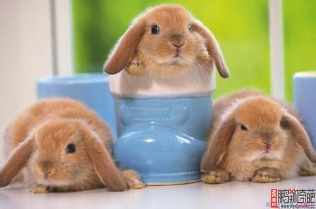 养垂耳兔注意事项 垂耳兔多少钱一只 垂耳兔的饲养注意事项