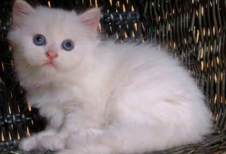 白色波斯猫多少钱一只 白色波斯猫多少钱一只 白色波斯猫价格 白色波斯猫选购技巧