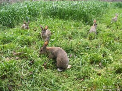野兔子能养吗 野兔子怎么养